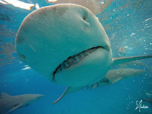 Lemon Shark Smile at Tiger Beach - Bahamas.....incredible... by Steven Anderson 